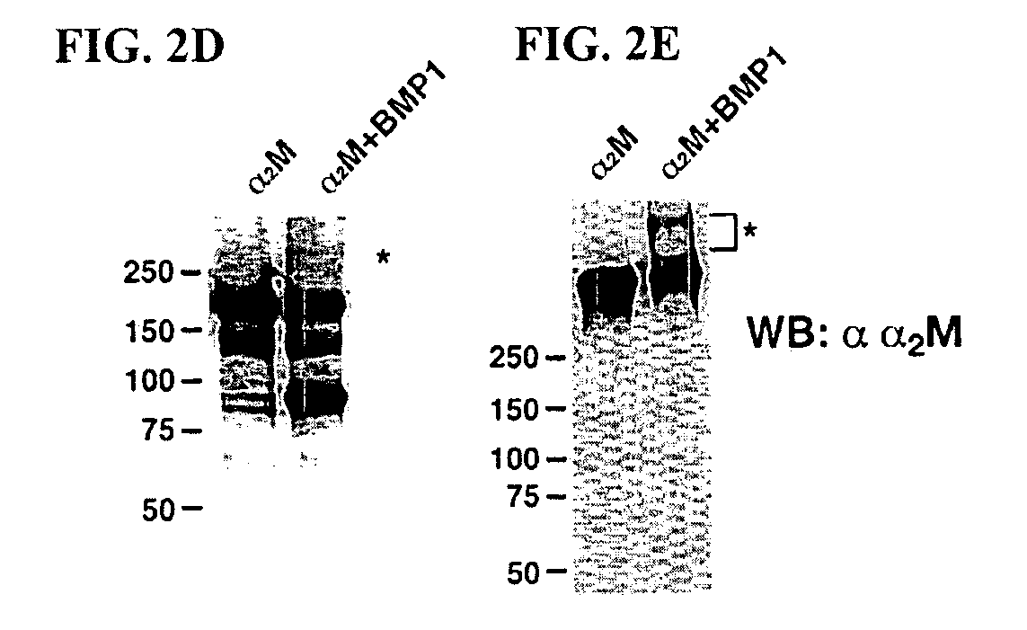 Method and Composition for Treating a Fibrotic Disorder