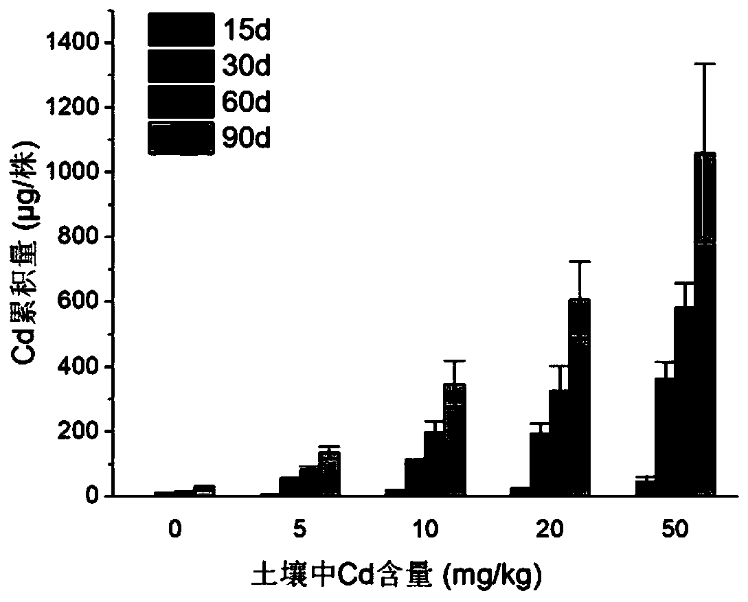 Method for repairing heavy metal cadmium contaminated soil by strengthening phytolacca americana through nitrogen fertilizer