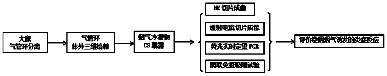 An in vitro animal trachea model establishment method and evaluation method for evaluating tobacco mainstream smoke-induced inflammatory response