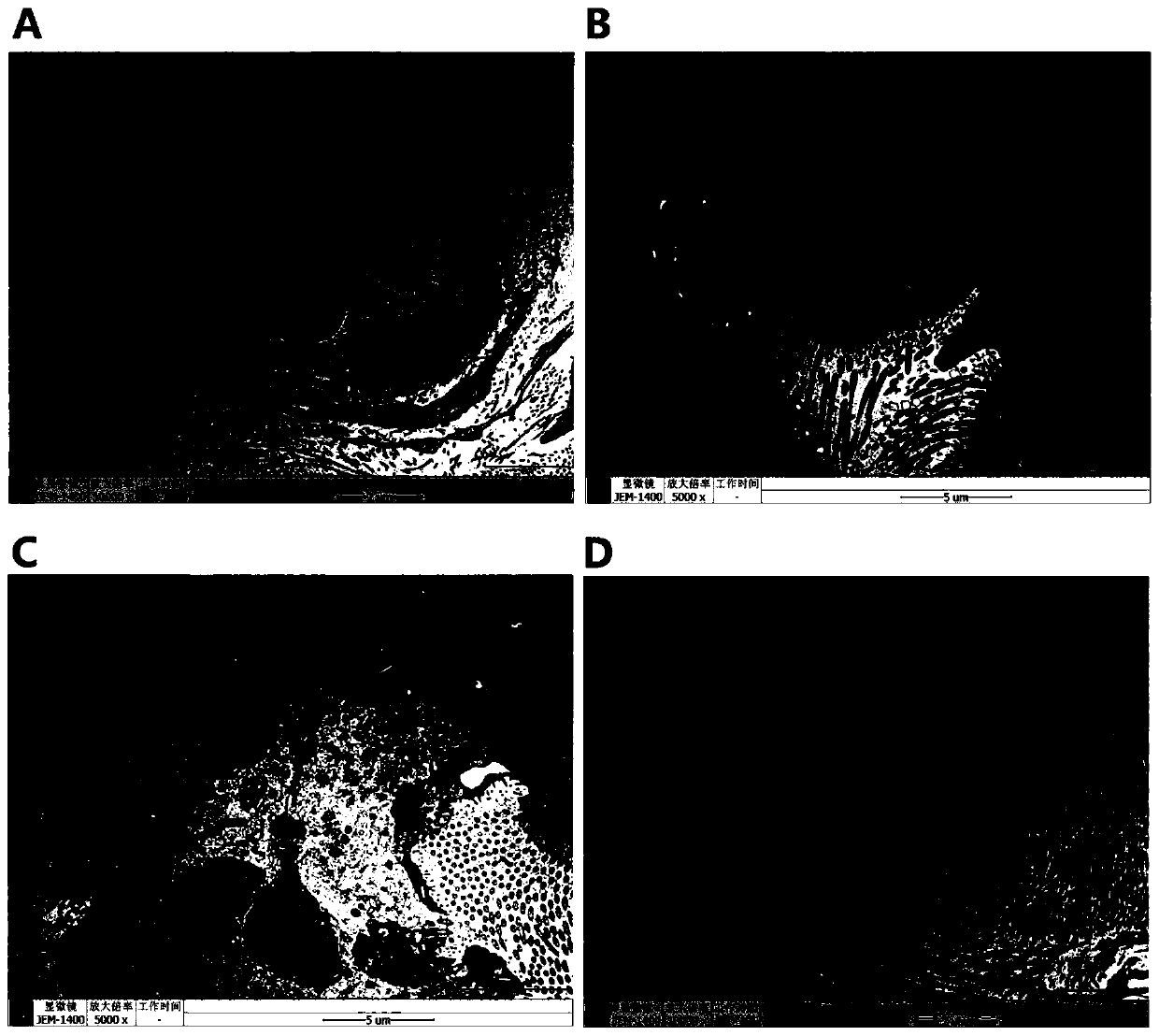 An in vitro animal trachea model establishment method and evaluation method for evaluating tobacco mainstream smoke-induced inflammatory response