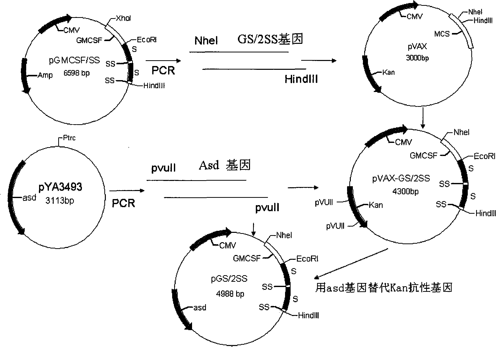 Oral DNA vaccine for promoting growth of animal by non-antibiotics resistance gene screening, and preparation and use thereof