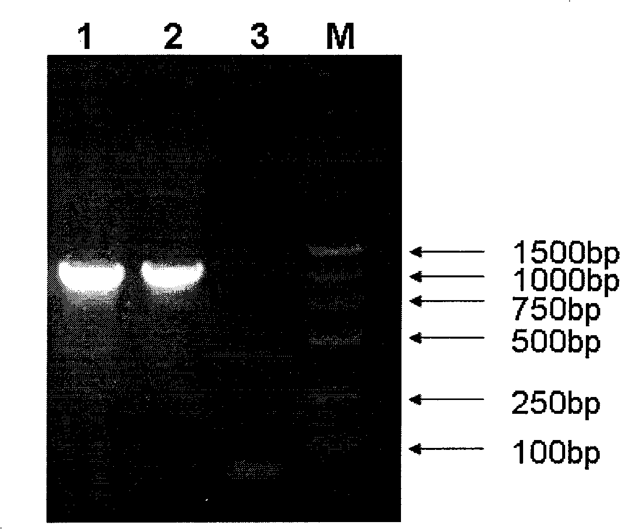 Oral DNA vaccine for promoting growth of animal by non-antibiotics resistance gene screening, and preparation and use thereof