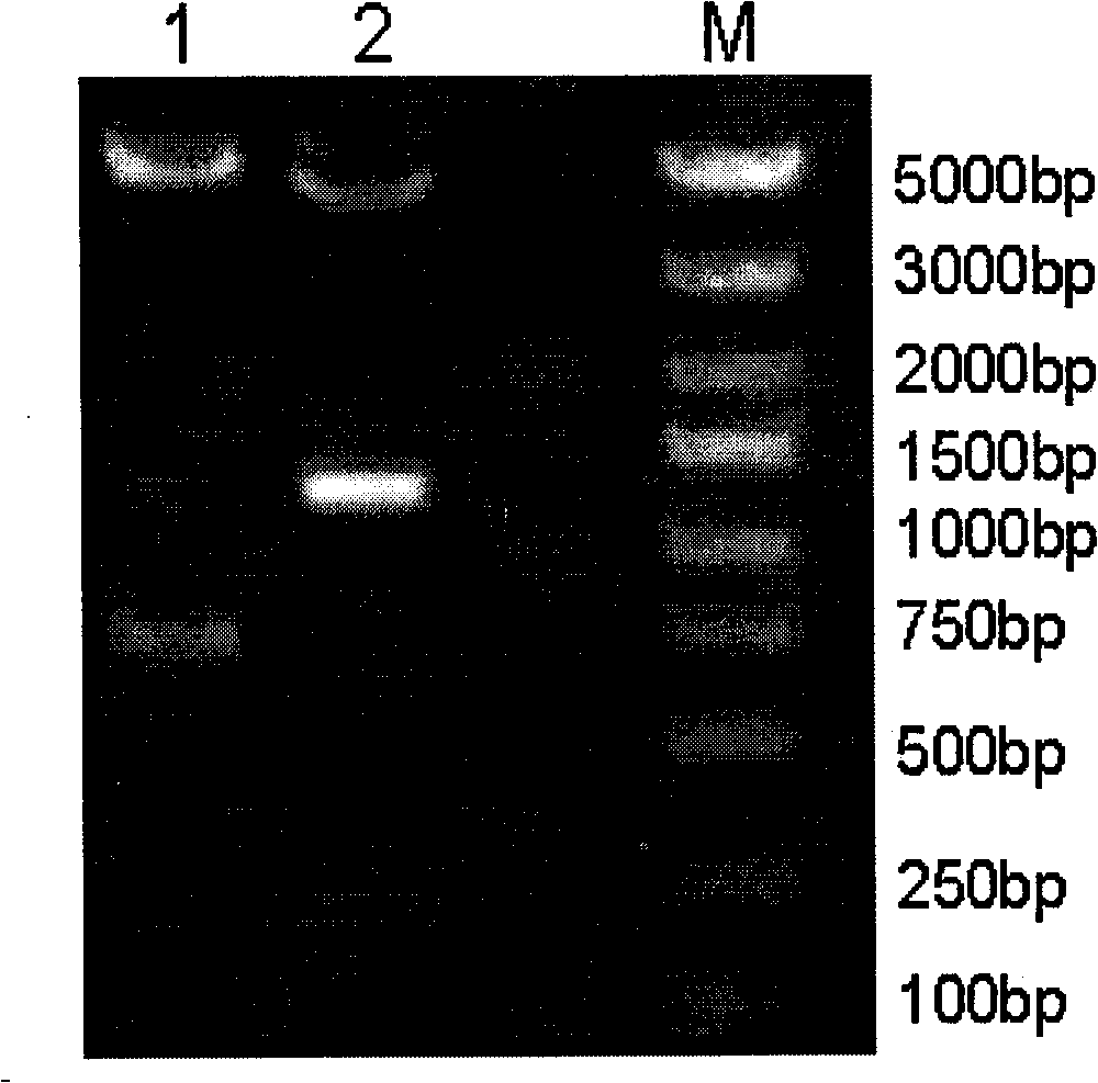 Oral DNA vaccine for promoting growth of animal by non-antibiotics resistance gene screening, and preparation and use thereof