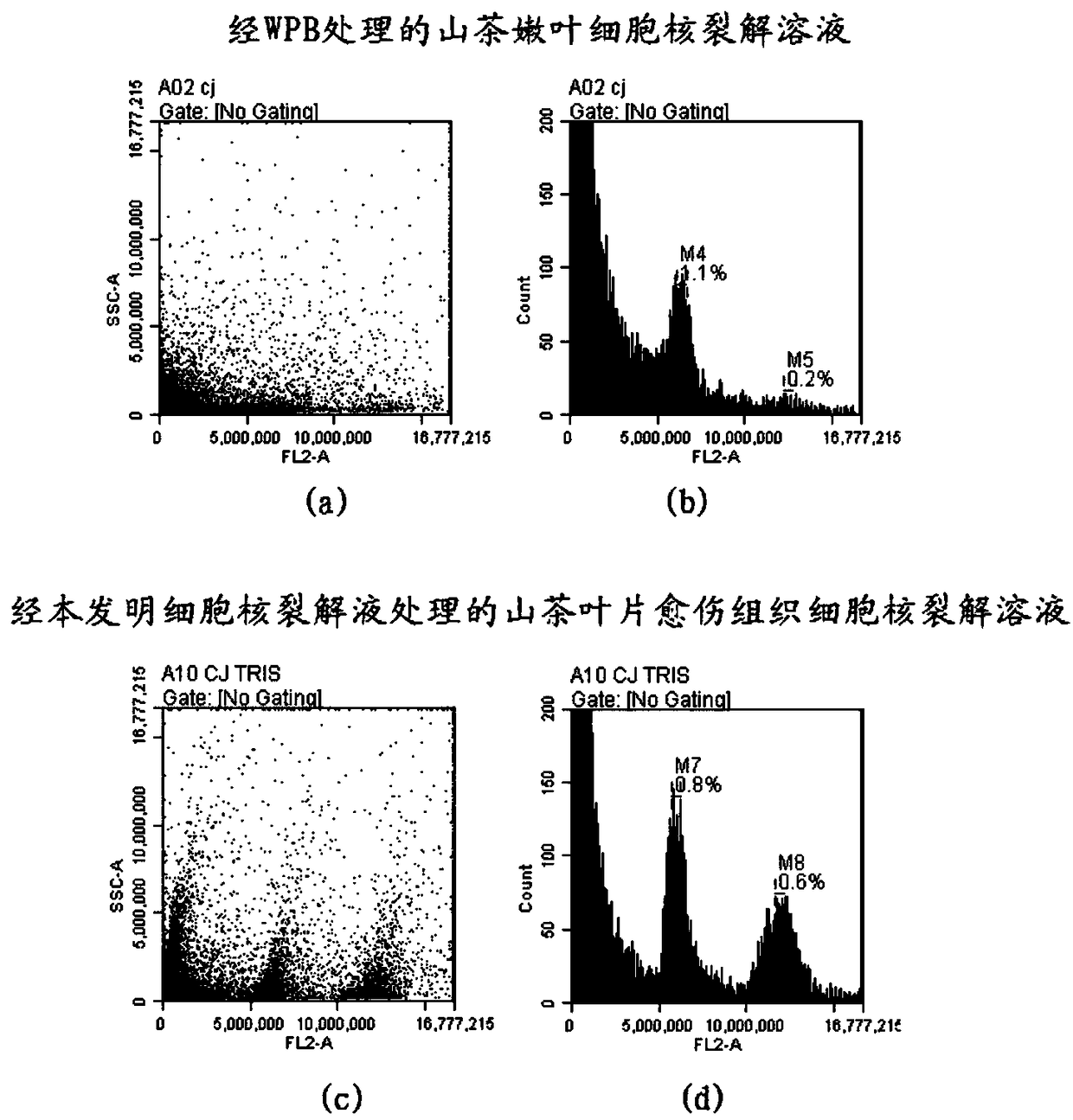 Method for detecting nuclear DNA content of Camellia plant