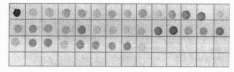 Drug-resistance gene film chip for detecting mycobacterium tuberculosis