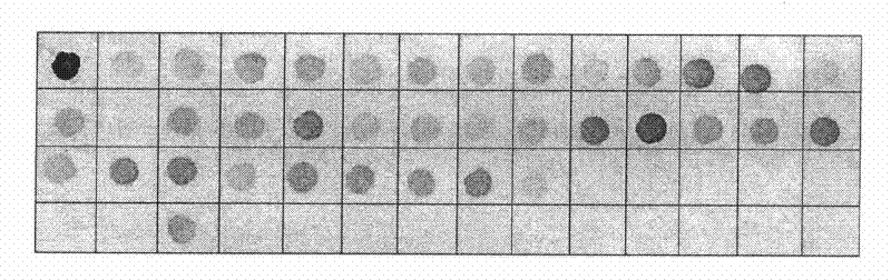 Drug-resistance gene film chip for detecting mycobacterium tuberculosis