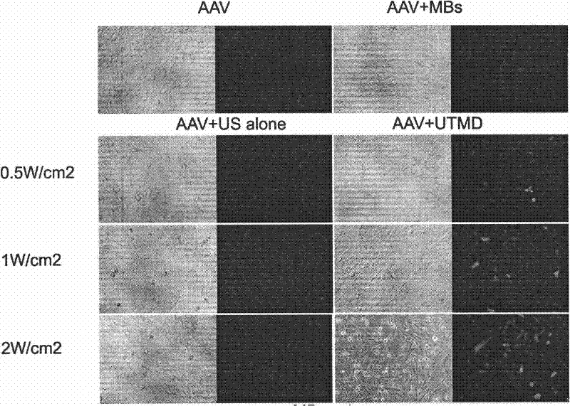 Method for mediated gene transfection