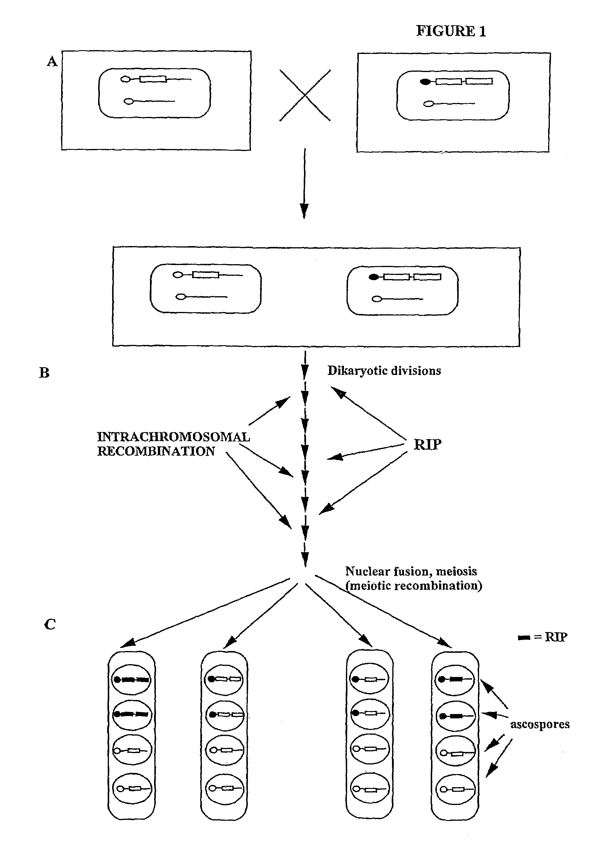 Methods for in vivo diversification of single genes