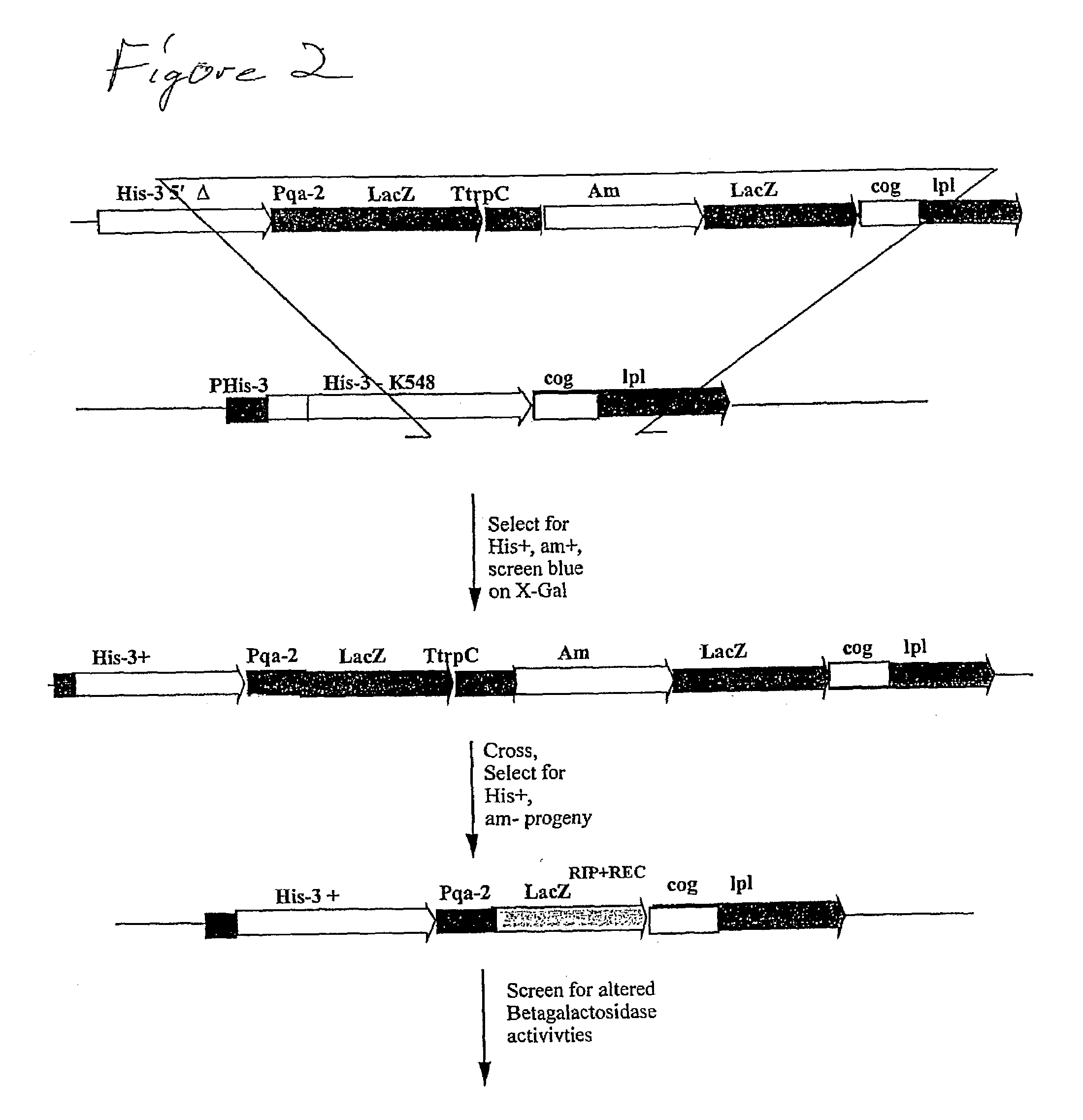 Methods for in vivo diversification of single genes