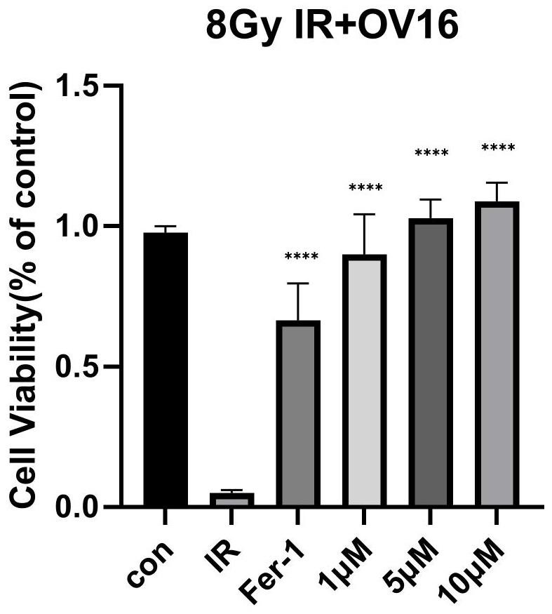 Application of orychophragmine D in preparation of medicine for inhibiting small intestine crypt epithelial cell ferroptosis