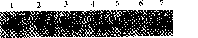 Kit and DNA probe for detecting potato virus and preparation method of probe sequence (1)