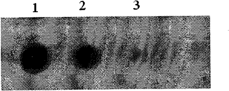 Kit and DNA probe for detecting potato virus and preparation method of probe sequence (1)