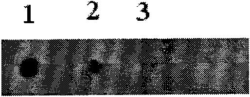 Kit and DNA probe for detecting potato virus and preparation method of probe sequence (1)