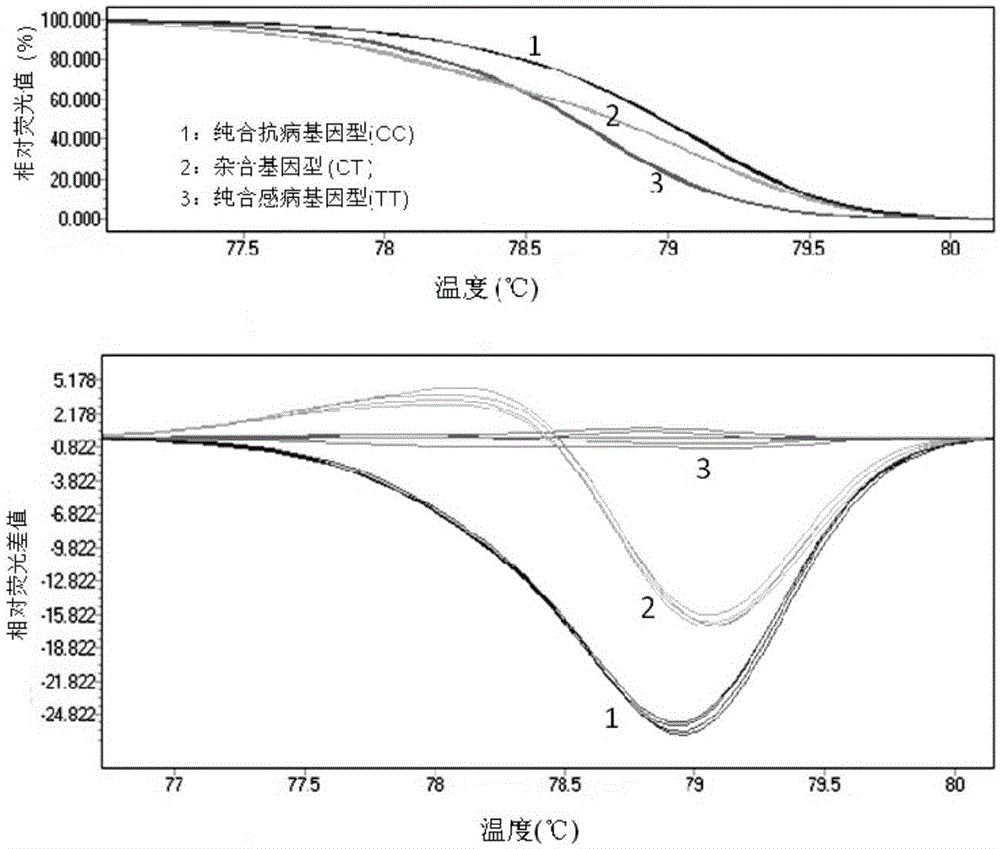 Molecular marker subjected to co-segregation with pea powdery mildew resistance allele er1-6 and application thereof