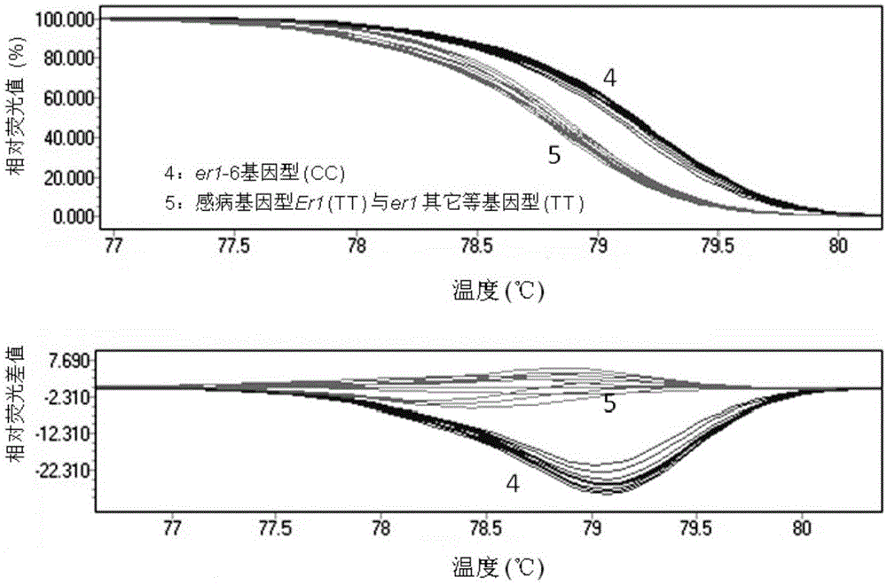 Molecular marker subjected to co-segregation with pea powdery mildew resistance allele er1-6 and application thereof