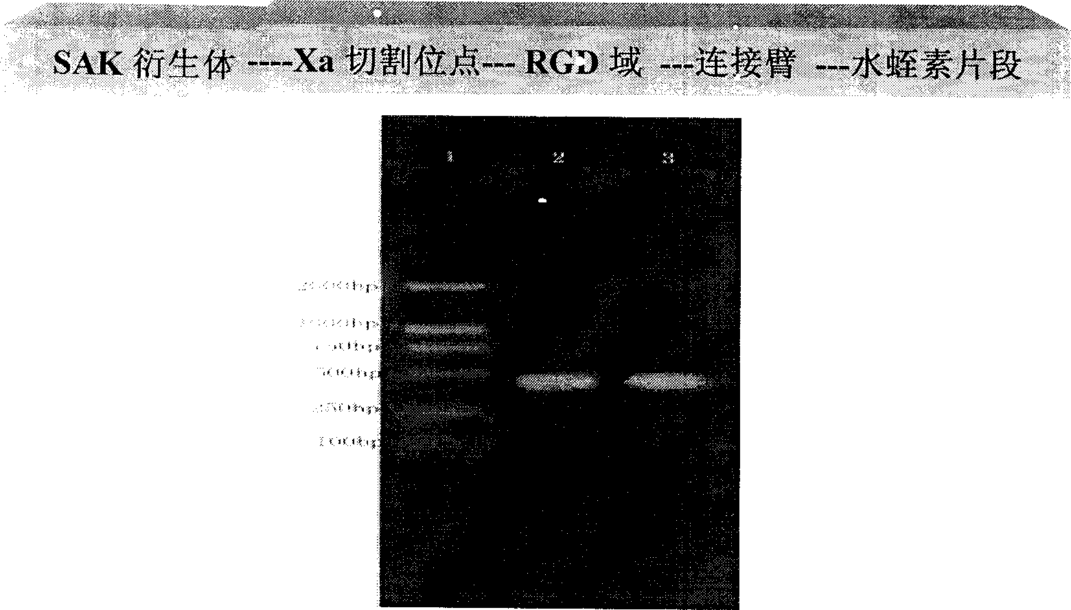 Glucose kinase derivant for inhibiting platelet aggregation and thrombase activity, and its preparing method