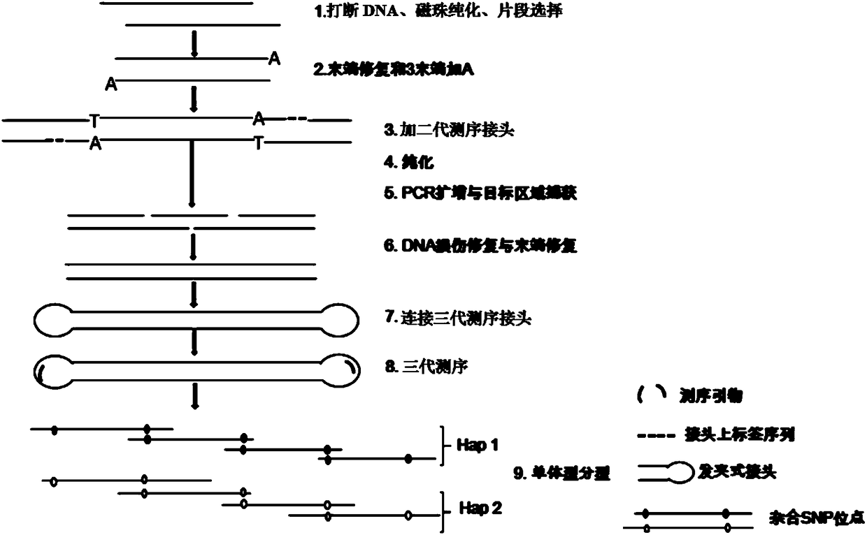 Noninvasive antenatal haplotype construction method based on long fragment DNA capturing and three-generation sequencing