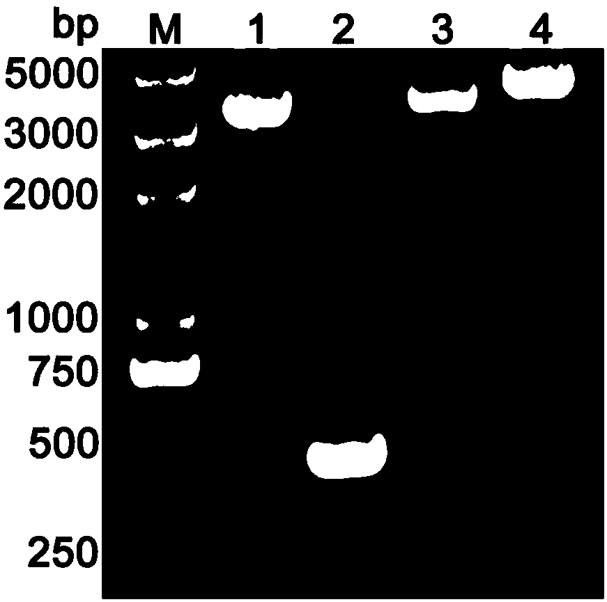 Helicobacter pylori NapA protein expressed recombinant vector, recombinant strain and preparation methods and application thereof