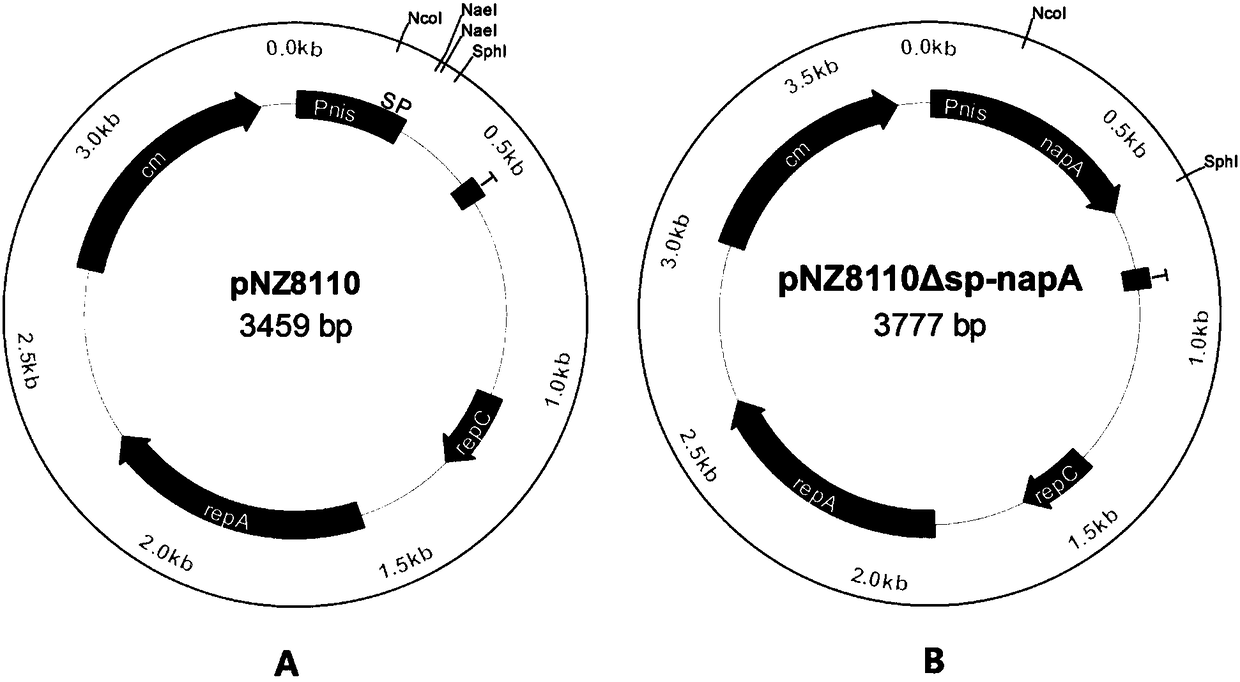 Helicobacter pylori NapA protein expressed recombinant vector, recombinant strain and preparation methods and application thereof