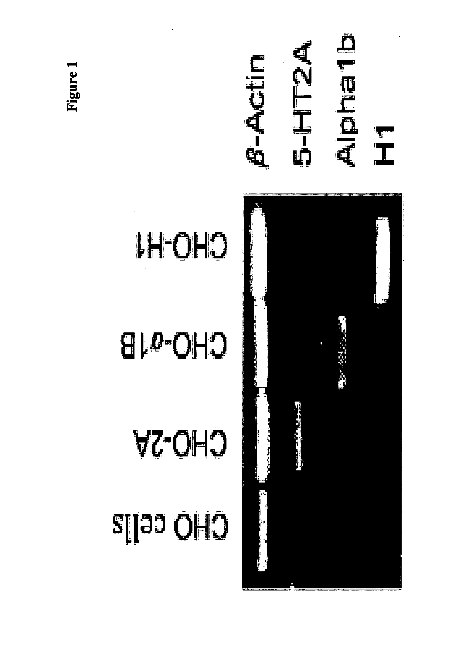 Functional assay for 5-ht2a, histamine h1 or adrenergic alpha 1b receptors