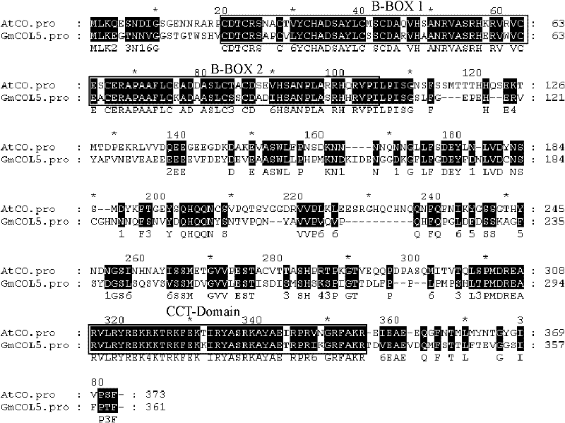 Soybean GmCOL5 gene and its coded protein and use