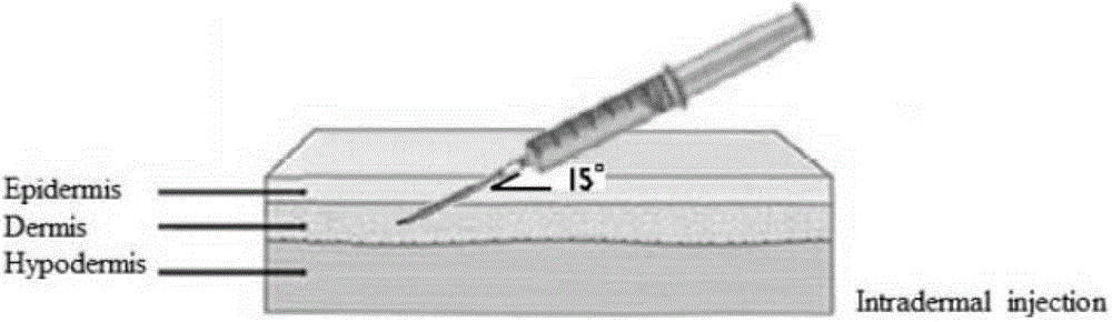 Application of viable cells for improving skin appearance