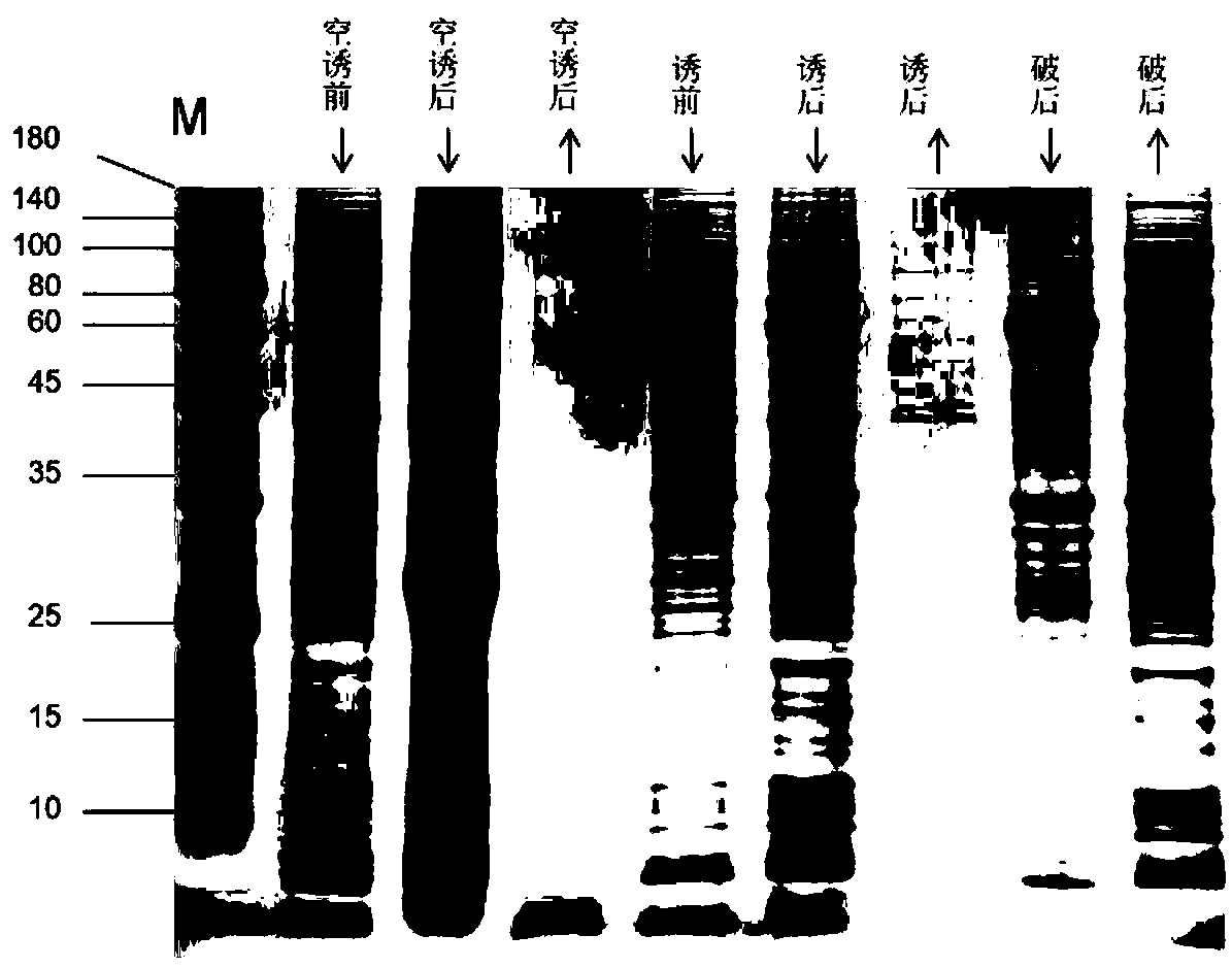 Amidase and coding gene, recombinant carrier, recombinant strain and application thereof