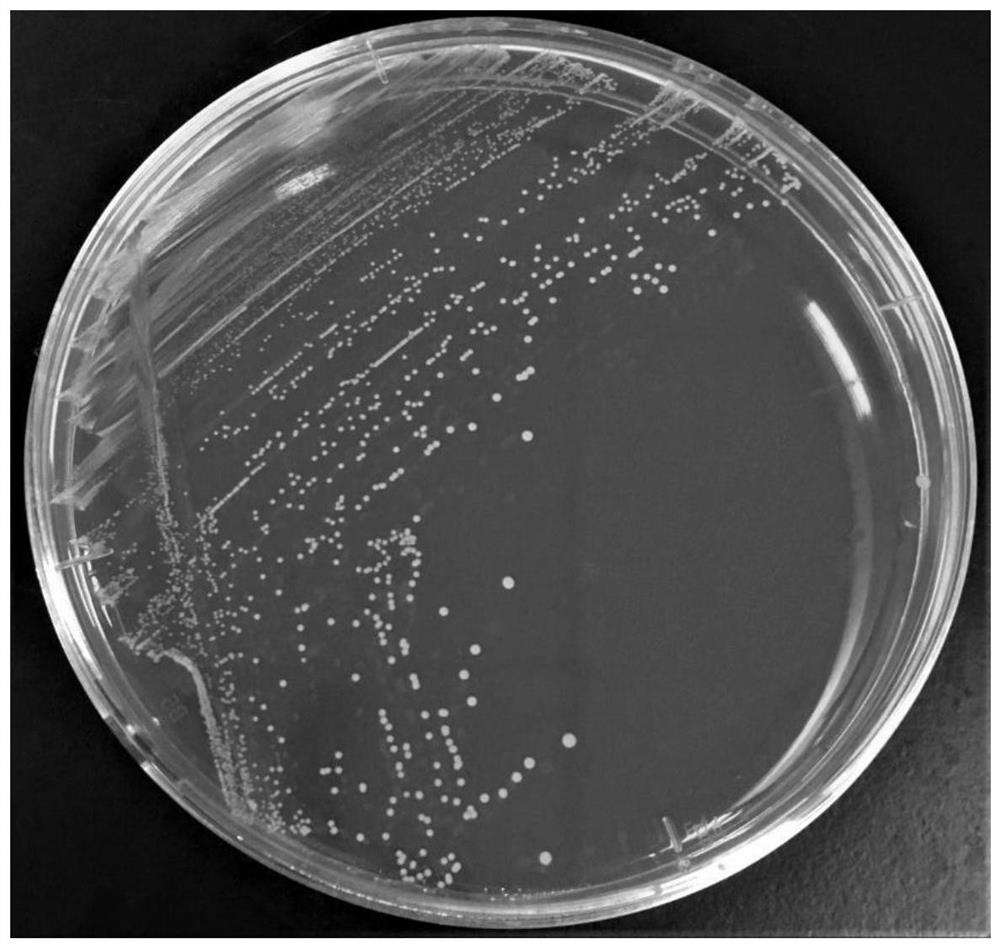 A kind of lactic acid bacteria composition and application thereof