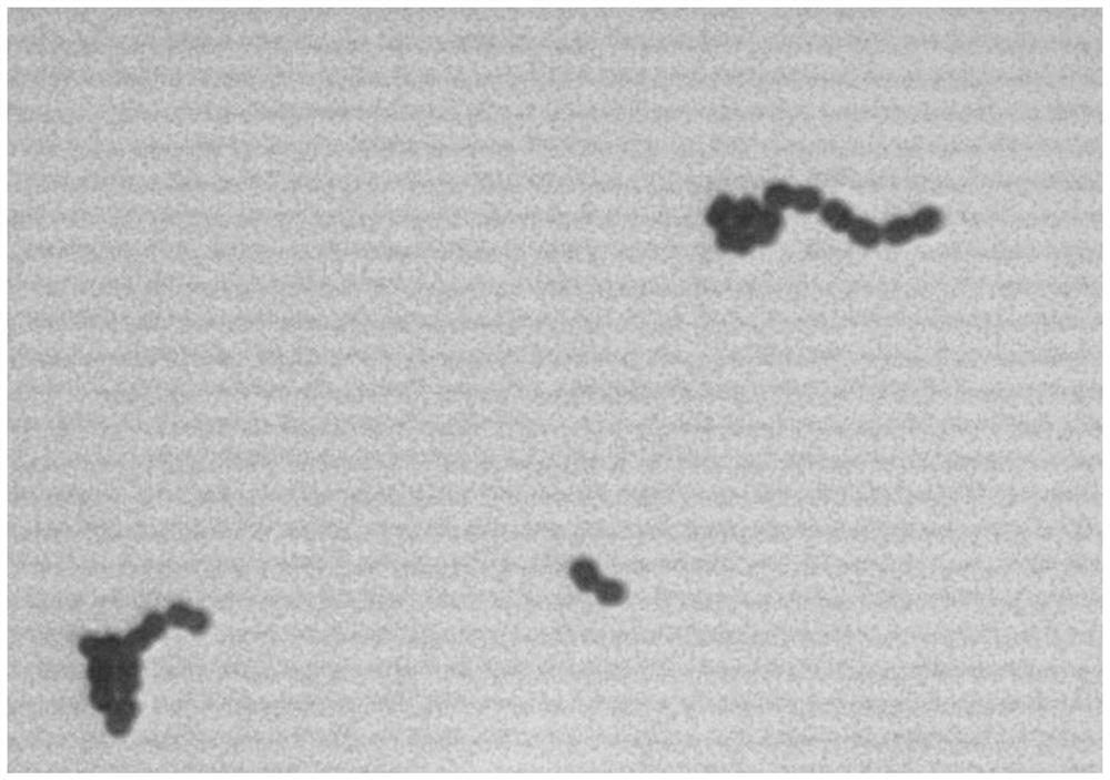 A kind of lactic acid bacteria composition and application thereof