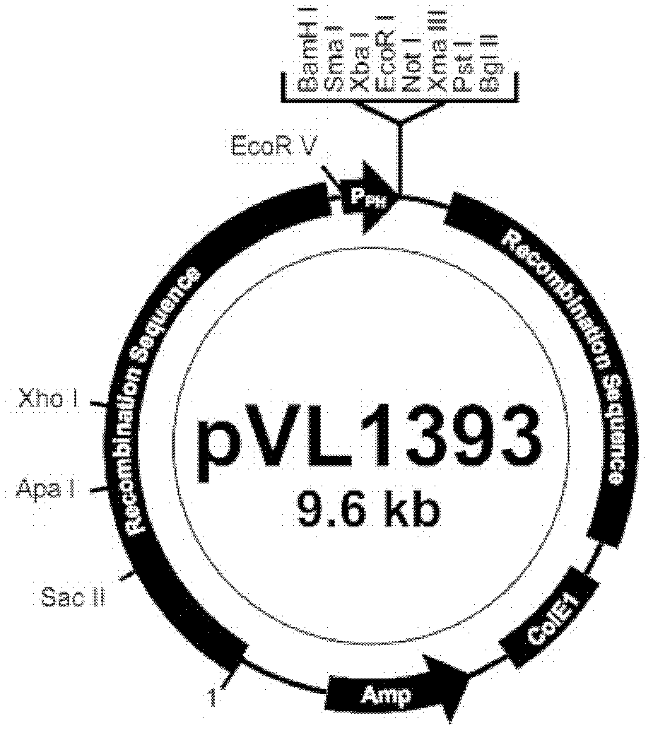 Expression method of animal alpha interferon and gamma interferon