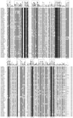 An essential element for nucleocapsid assembly and its application