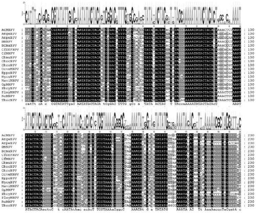 An essential element for nucleocapsid assembly and its application