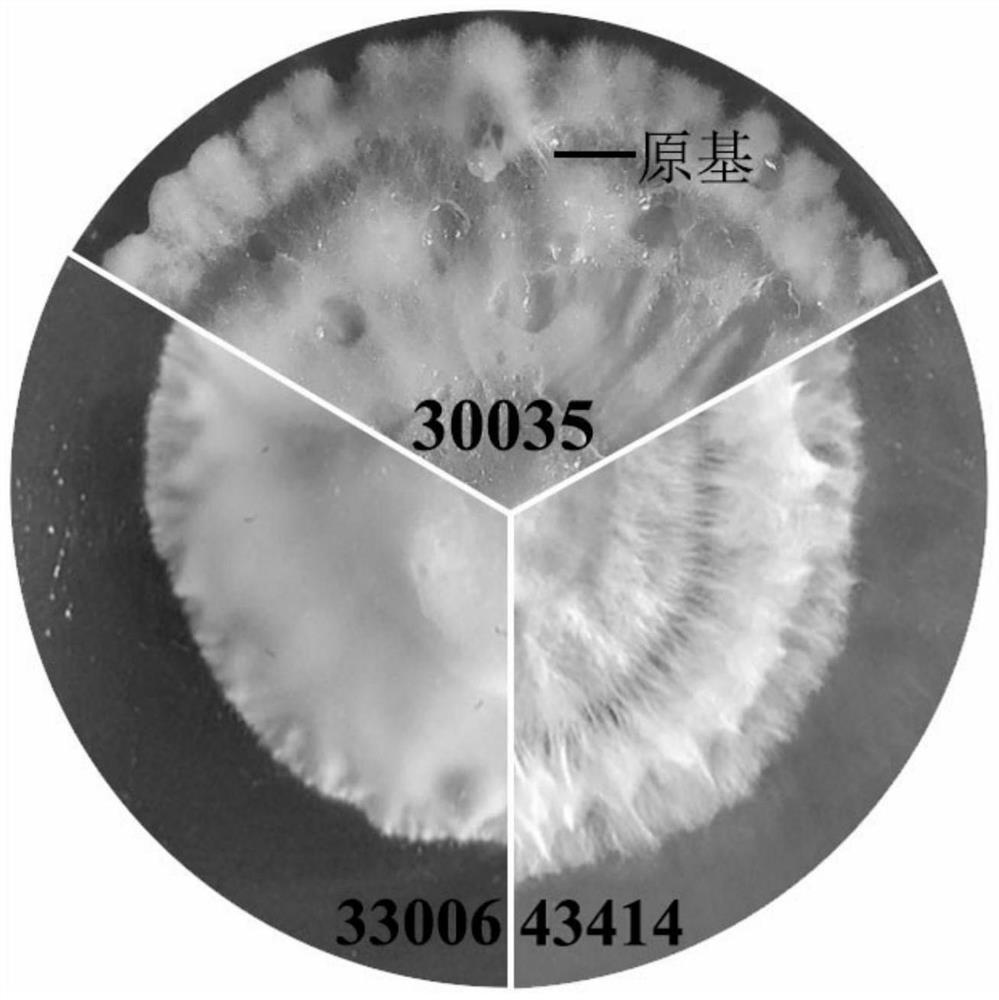 High-yield and high-quality Tolypocladium guangdongense cultivation strain as well as identification primer and identification method thereof