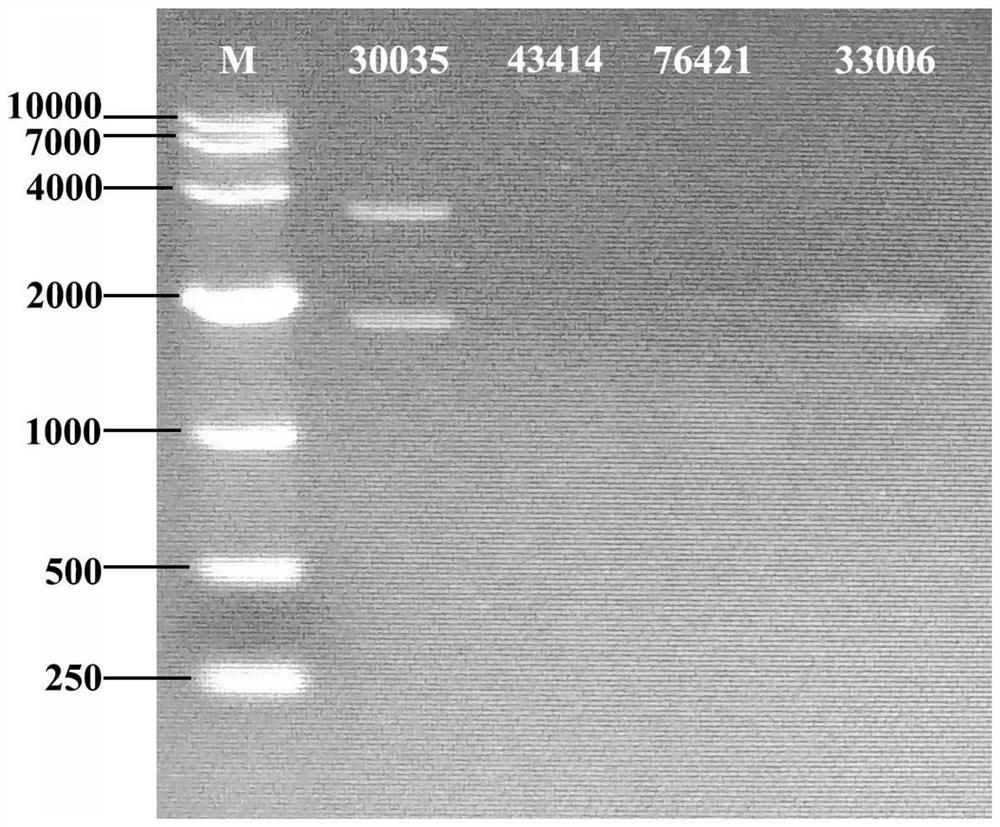 High-yield and high-quality Tolypocladium guangdongense cultivation strain as well as identification primer and identification method thereof