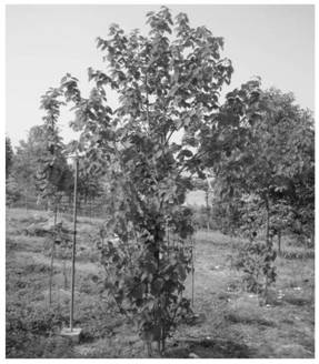 Davidia involucrata ex-situ conservation technology