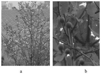 Davidia involucrata ex-situ conservation technology