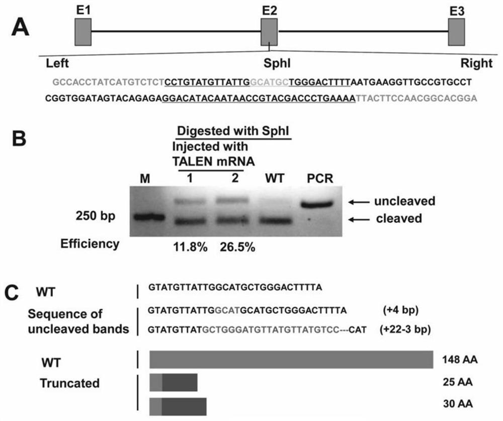 Construction method and application of tshbeta gene deleted zebrafish model