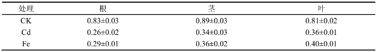 A hydroponic method using exogenous iron salt to alleviate the toxic effect of cadmium on tomato and the application of exogenous iron salt