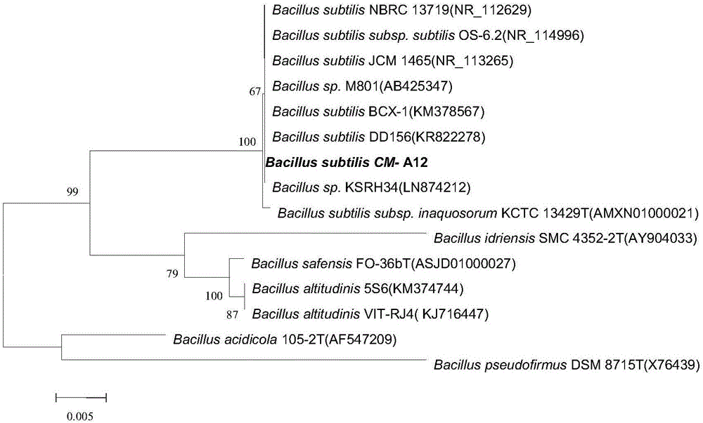 Bacillus subtilis strain and application thereof