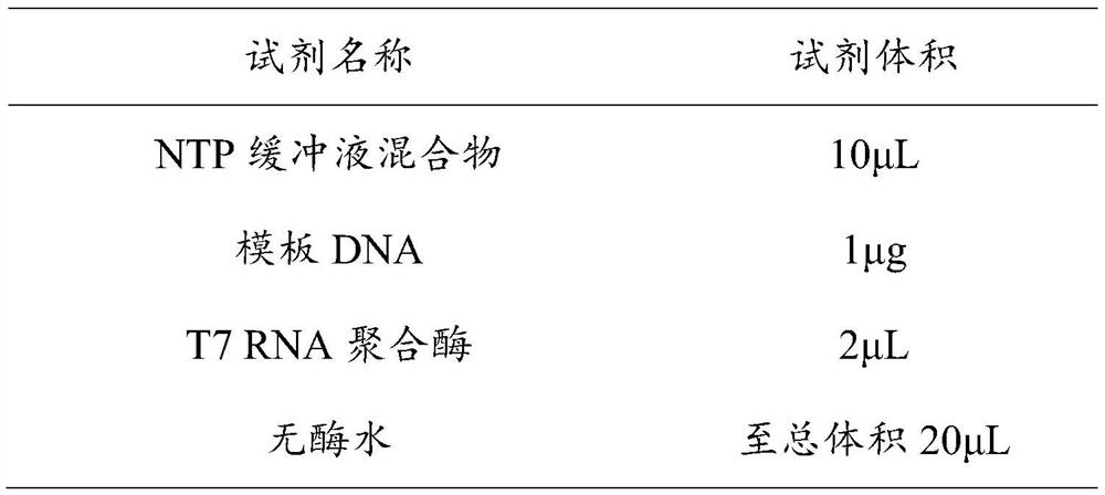 Kit for detecting cerebral apoplexy related TYMS gene based on CRISPR