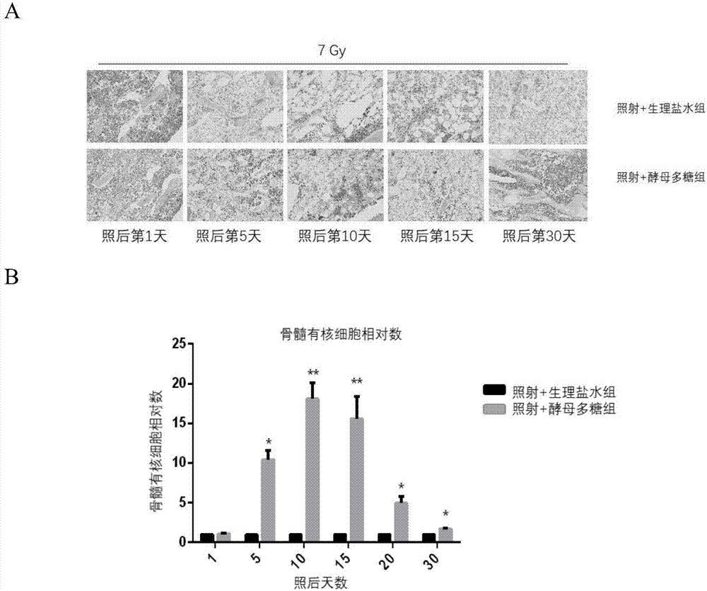 Application of zymosan-A in preparing medicine for protecting acute radioactive bone marrow injury