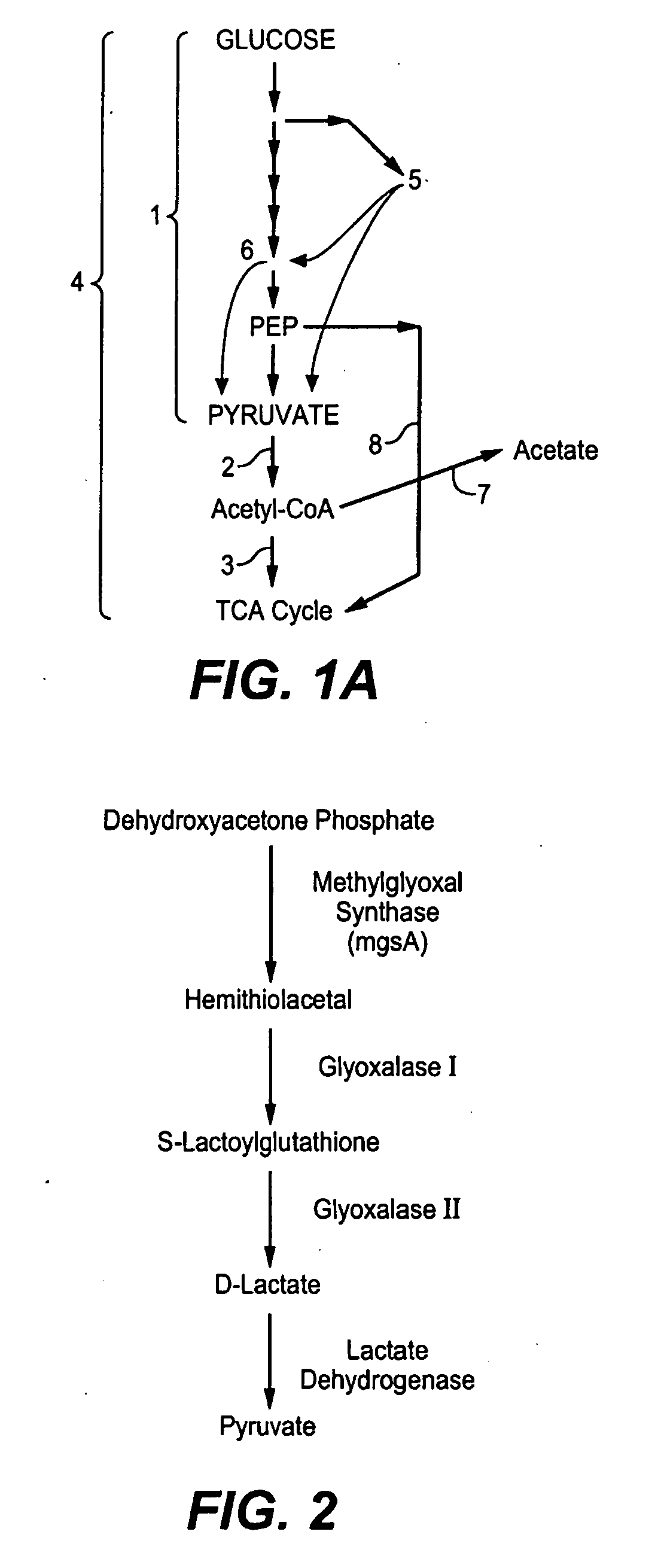 Production of Bacterial Strains Cross Reference To Related Applications