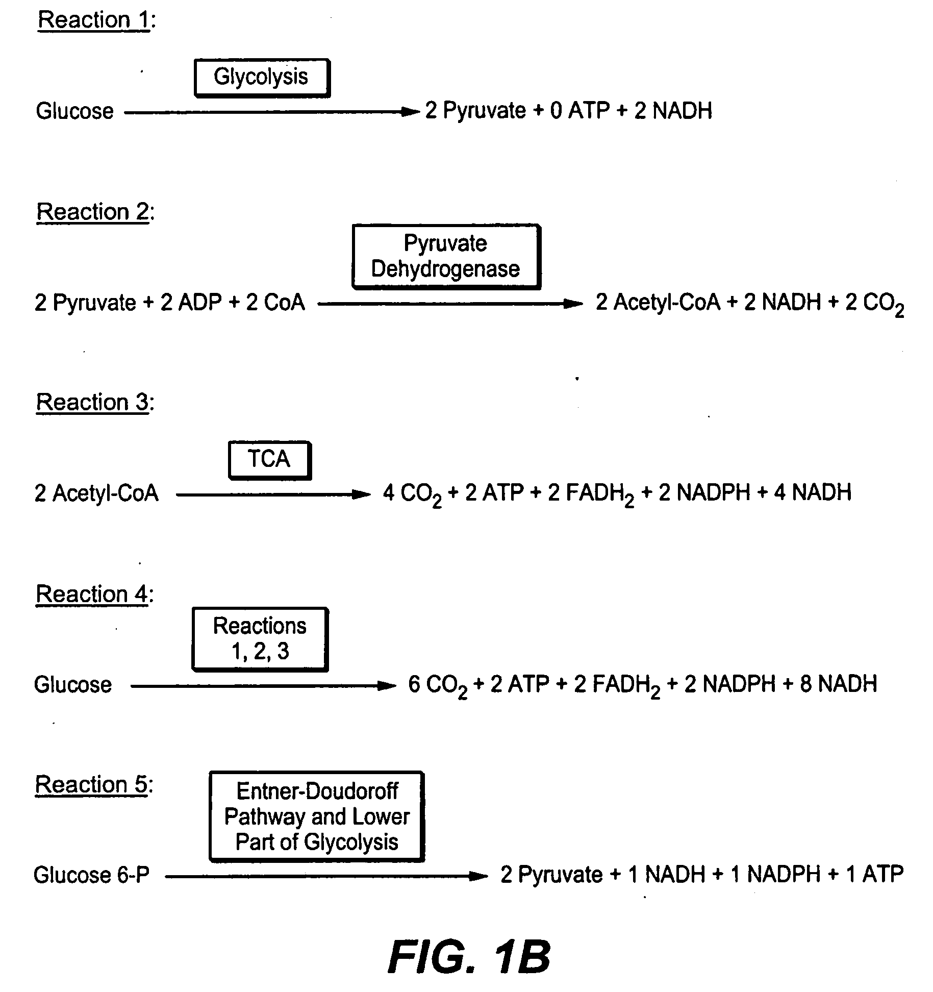 Production of Bacterial Strains Cross Reference To Related Applications