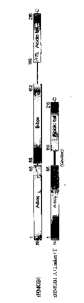 Novel fusion protein for human HMGB1 A box and acidic tail and use thereof