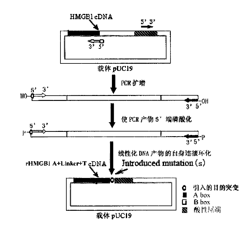 Novel fusion protein for human HMGB1 A box and acidic tail and use thereof