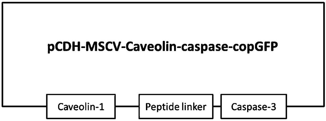 Target cell TCC-3T3 for inspecting killing effect of TCR-T (T cell receptor T) cell as well as preparation method and application thereof