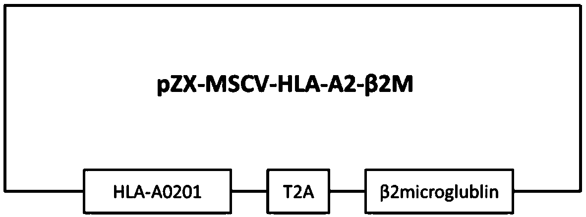 Target cell TCC-3T3 for inspecting killing effect of TCR-T (T cell receptor T) cell as well as preparation method and application thereof