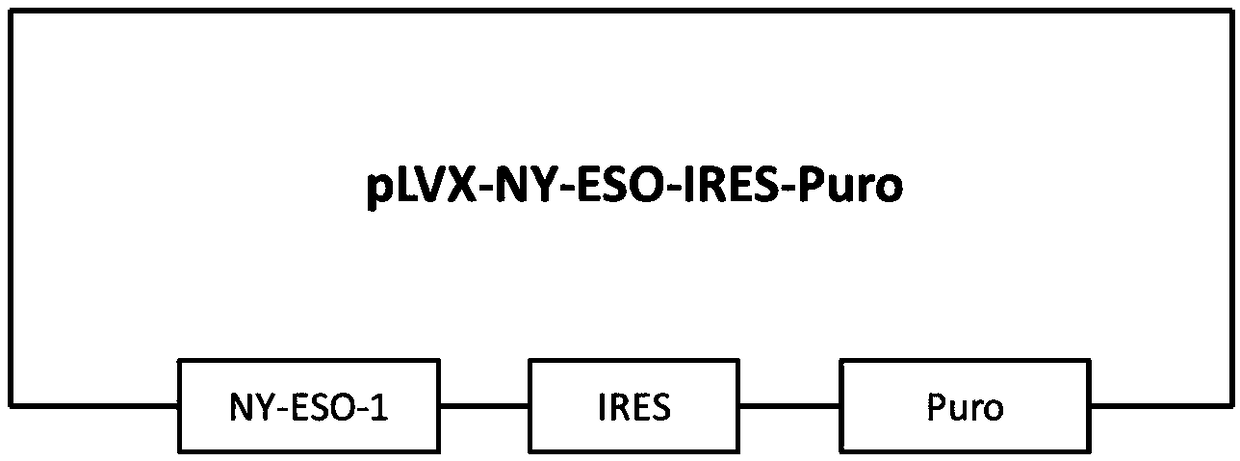 Target cell TCC-3T3 for inspecting killing effect of TCR-T (T cell receptor T) cell as well as preparation method and application thereof