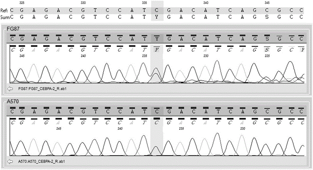 Primers, kit and method for detecting gene mutation related to AML (acute myeloid leukemia) prognosis