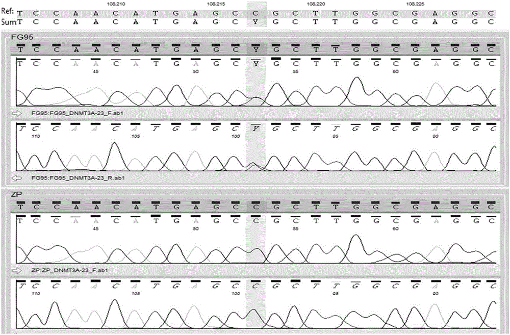 Primers, kit and method for detecting gene mutation related to AML (acute myeloid leukemia) prognosis